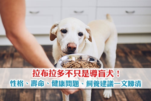 不只是導盲犬-拉布拉多尋回犬性格-壽命-健康問題-飼養建議一文睇清